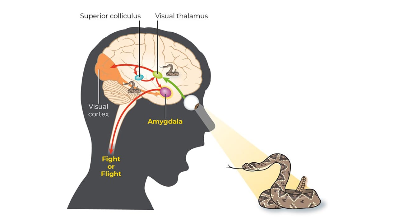 Rasa Takut yang Konstruktif dan Proporsional •