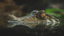 Ketika Negara Menjadi Pemangsa